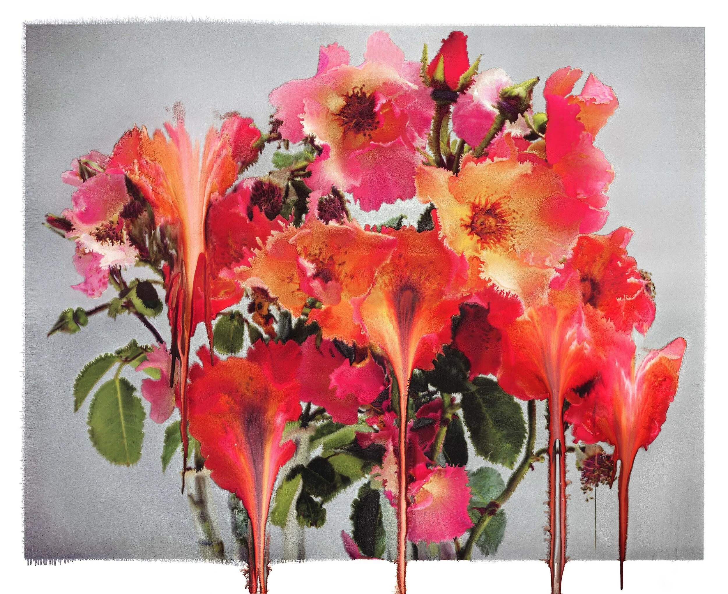 Portrait of a rose: photographs from Nick Knight's garden — Nick
